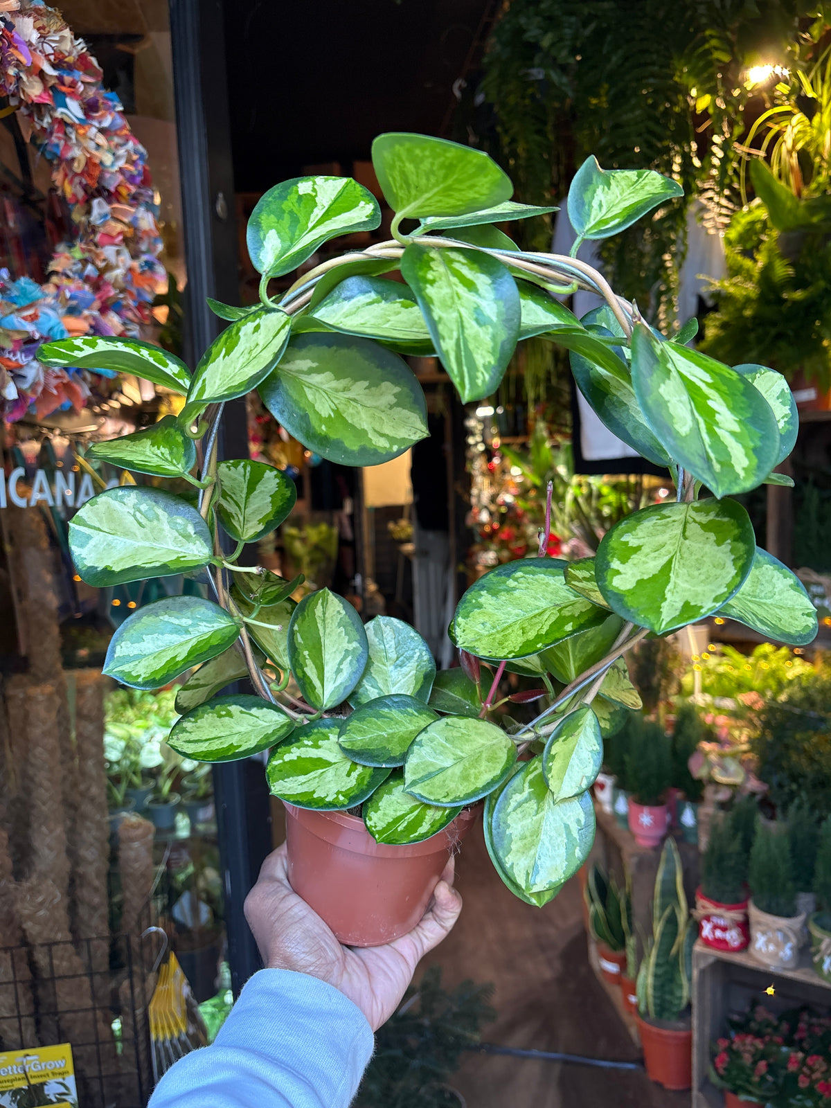 A Hoya Australis Lisa in front of Urban Tropicana’s Plant Shop in Chiswick London