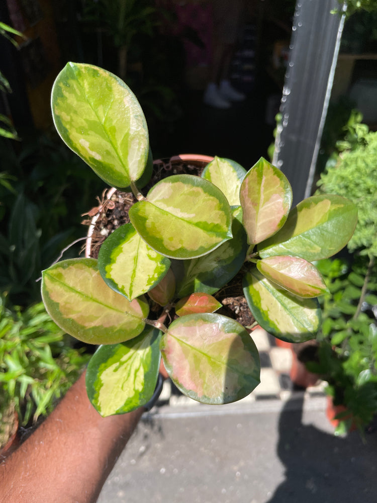 Hoya Australis Lisa also known as a Porcelain Flower plant in front of Urban Tropicana’s store in Chiswick, London