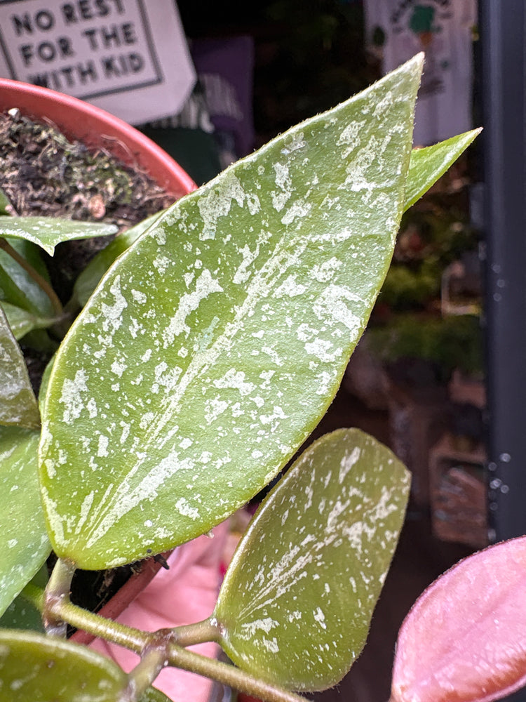 Hoya carnosa ‘Gracilis’ plant outside Urban Tropicana plant shop in Chiswick, London