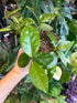 A Hoya Carnosa Silver Flake plant in front of Urban Tropicana’s Plant Shop in Chiswick London