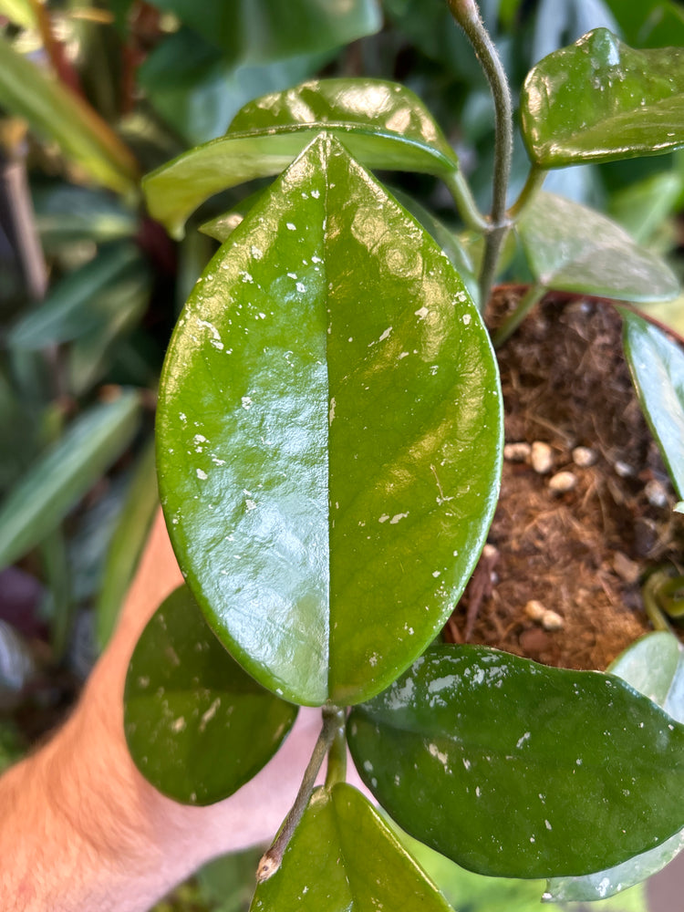 A Hoya Carnosa Silver Flake plant in front of Urban Tropicana’s Plant Shop in Chiswick London