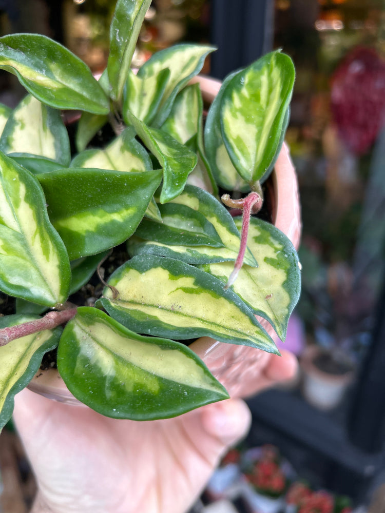 A Hoya Carnosa Tricolor plant in front of Urban Tropicana’s Plant Shop in Chiswick London