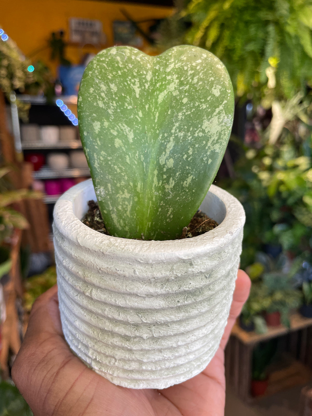 A Hoya Kerrii Splash plant in front of Urban Tropicana&