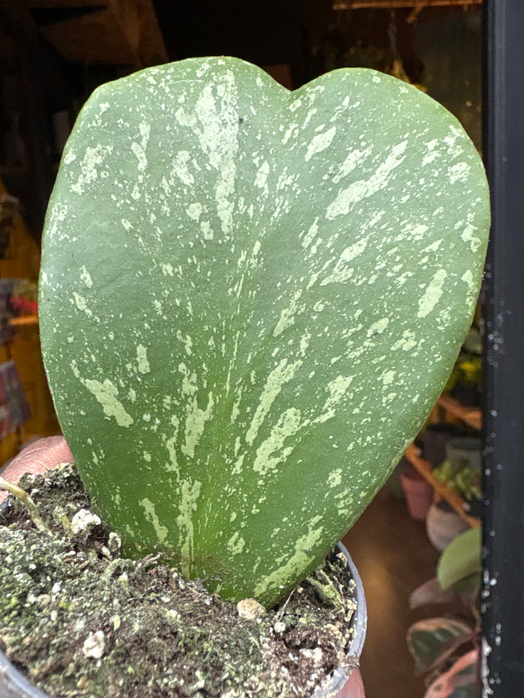 A Hoya Kerrii Splash plant in front of Urban Tropicana&