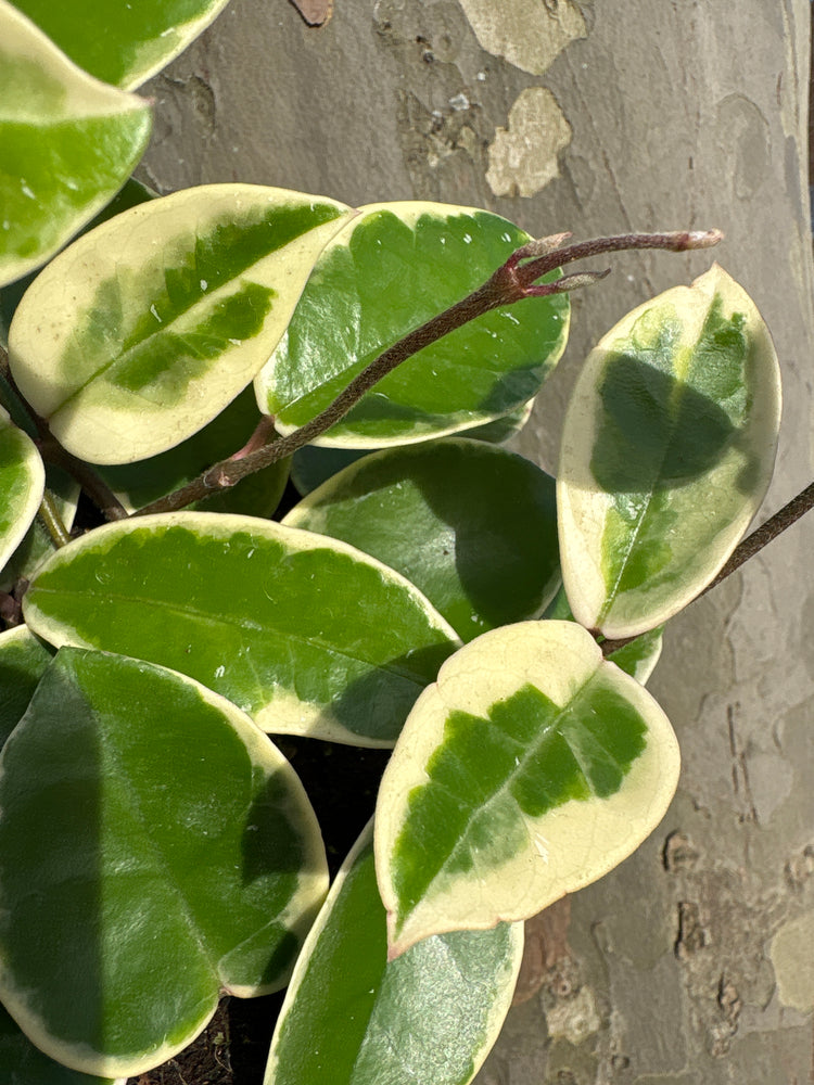 A Hoya Krimson Queen plant in front of Urban Tropicana&