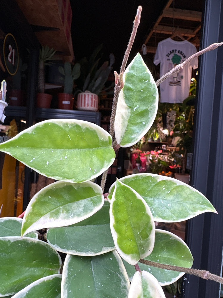 A Hoya Krimson Queen plant in front of Urban Tropicana’s Plant Shop in Chiswick London