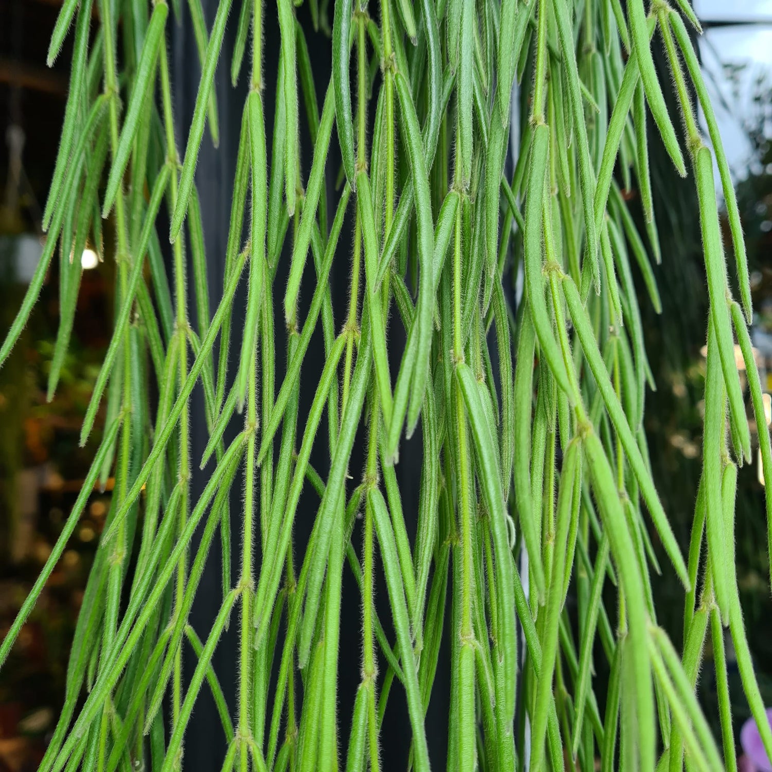 A Hoya Linearis plant also known as a Wax Plant in front of Urban Tropicana&