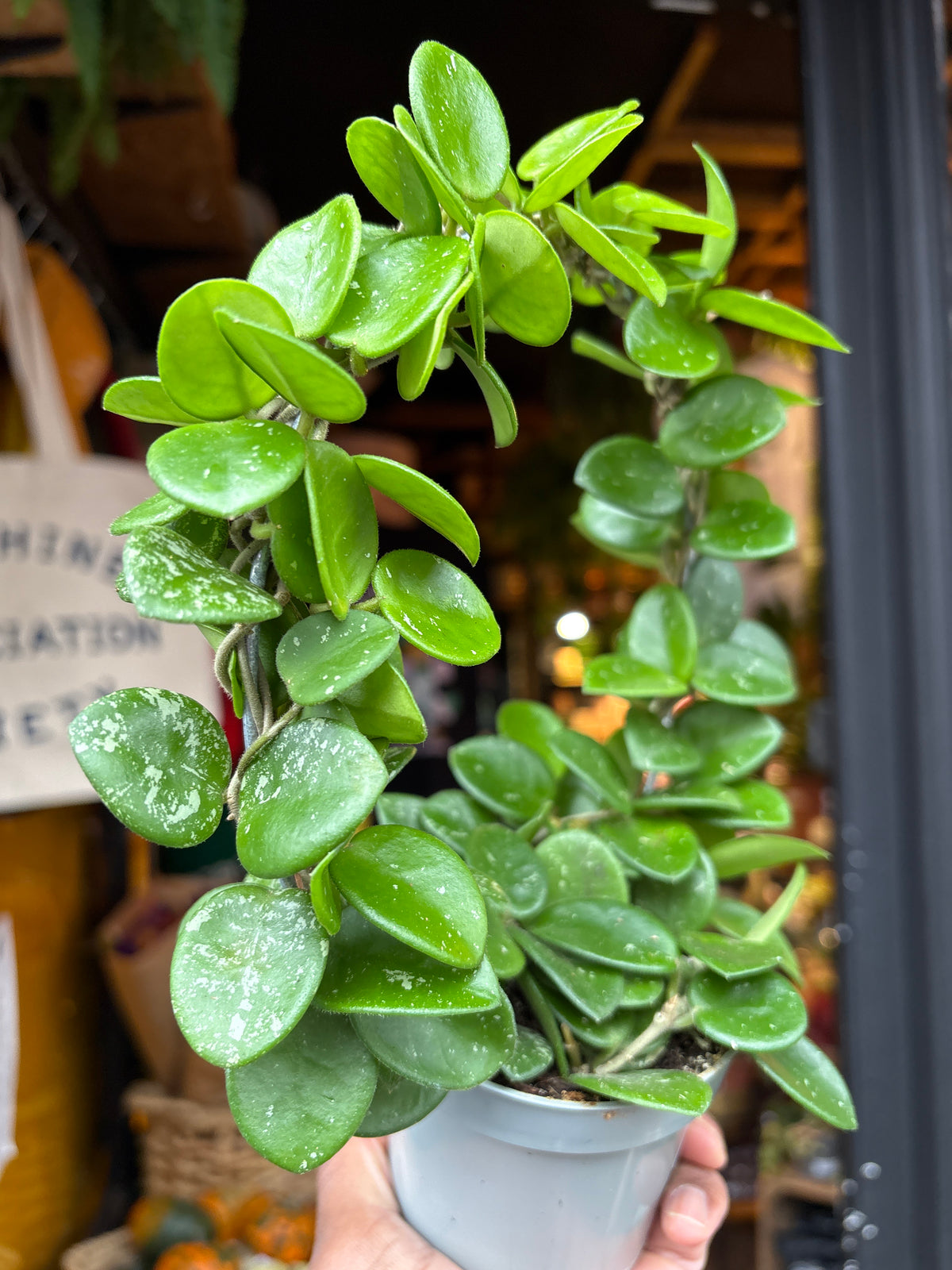Hoya Mathilde in 9cm pot outside Urban Tropicana plant shop in Chiswick, London