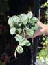 A Hoya Mathilde ‘Splash’ plant also known as a Wax Plant in front of Urban Tropicana’s Plant Shop in Chiswick London