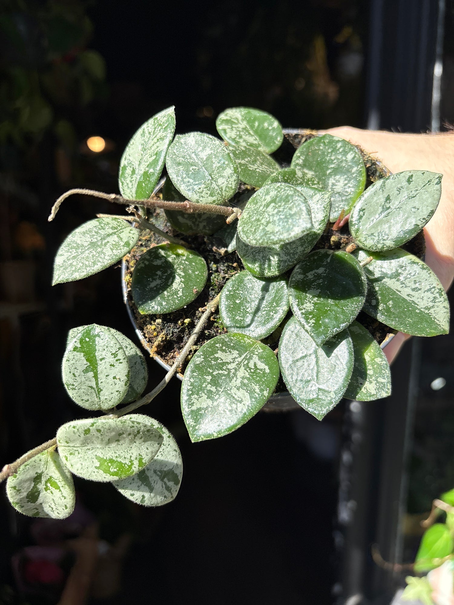 A Hoya Mathilde Splash plant also known as a Wax Plant in front of Urban Tropicana’s Plant Shop in Chiswick London