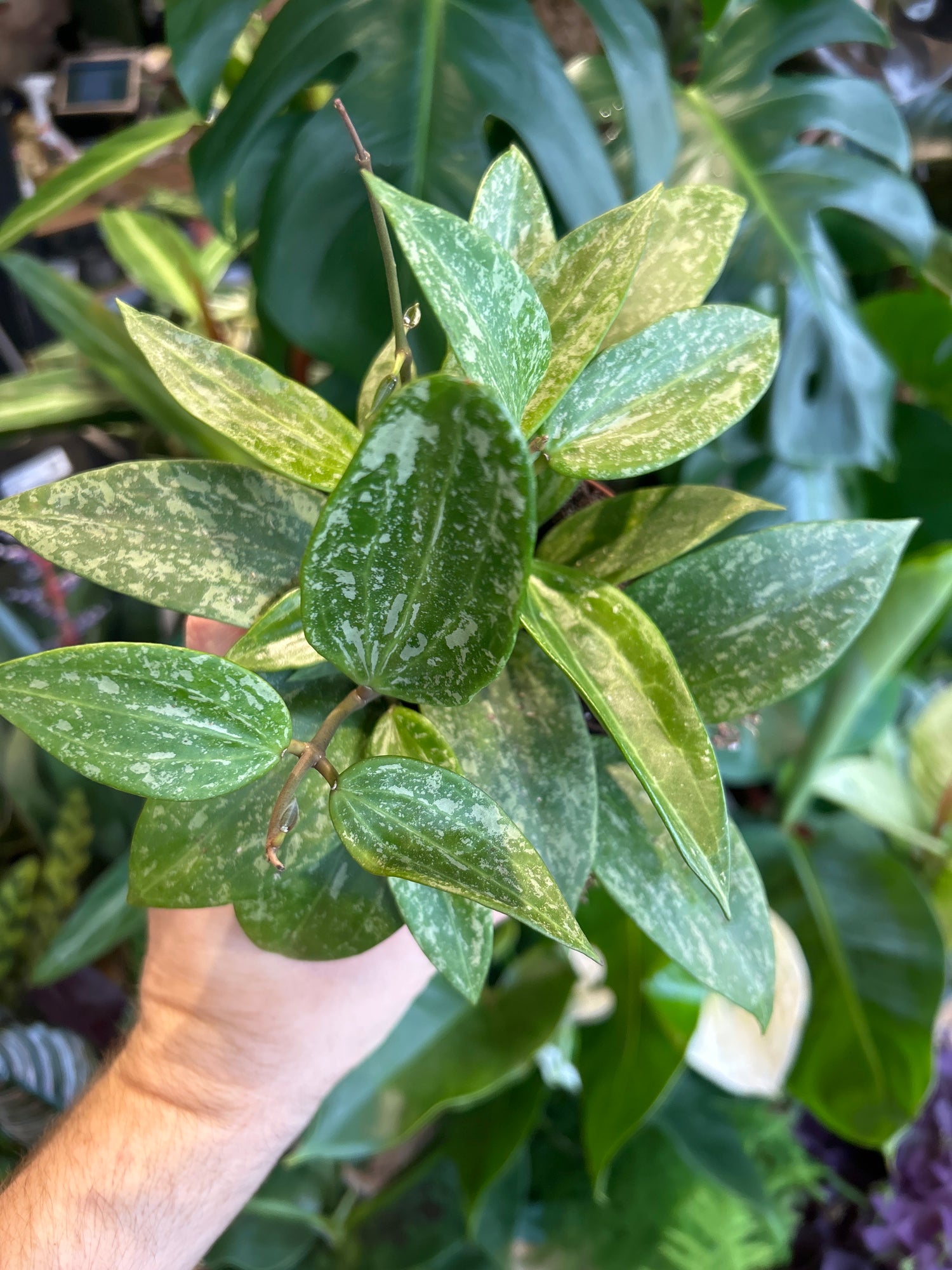A Hoya Pubicalyx Splash plant in front of Urban Tropicana’s Plant Shop in Chiswick London