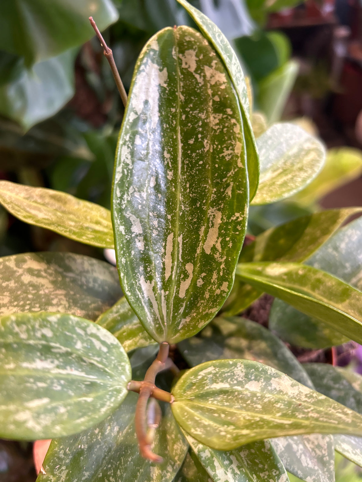 Hoya Pubicalyx Splash plant in front of Urban Tropicana’s Plant Shop in Chiswick London