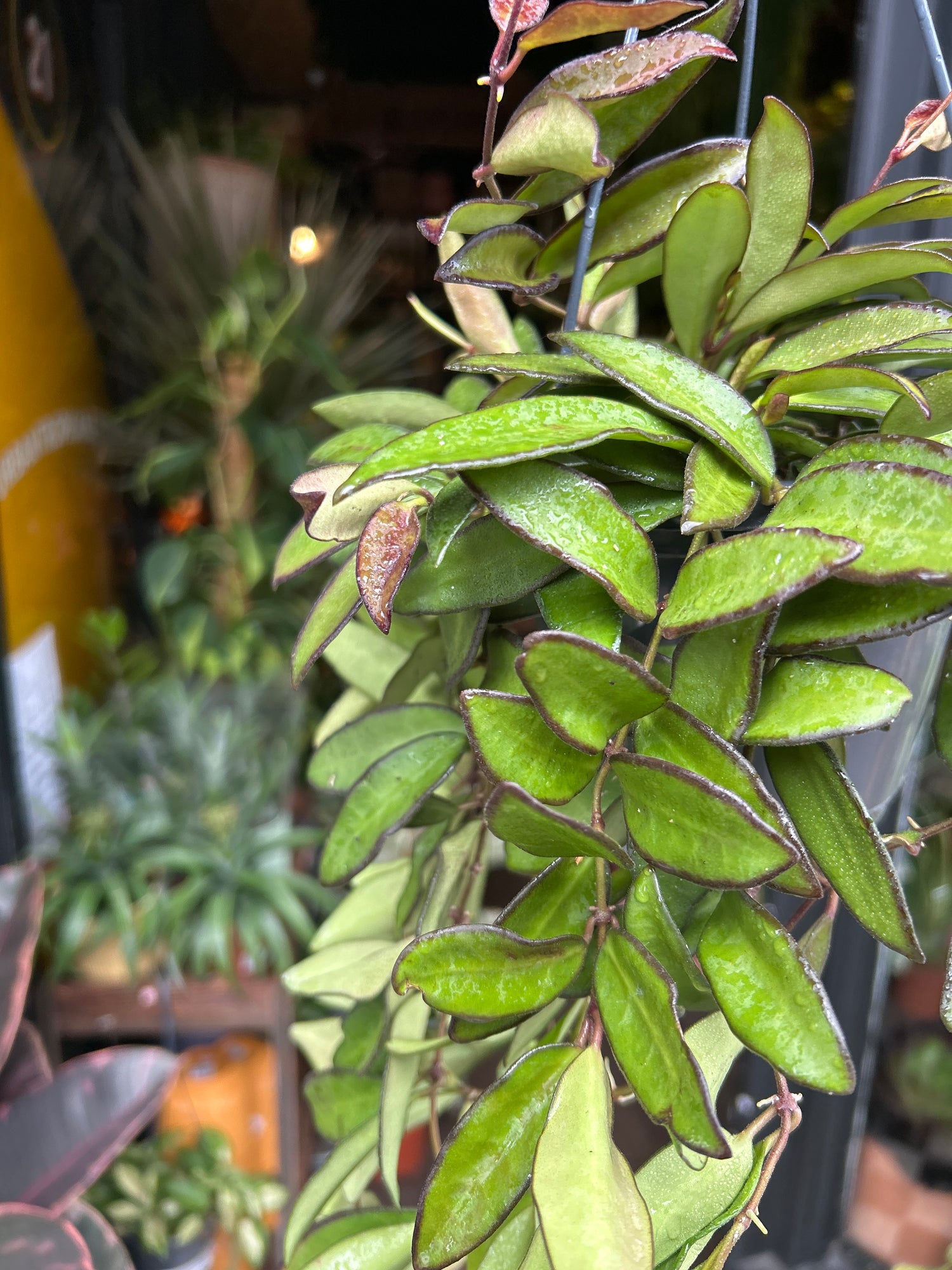 Hoya ‘Rosita’ in front of Urban Tropicana’s Plant Shop in Chiswick London