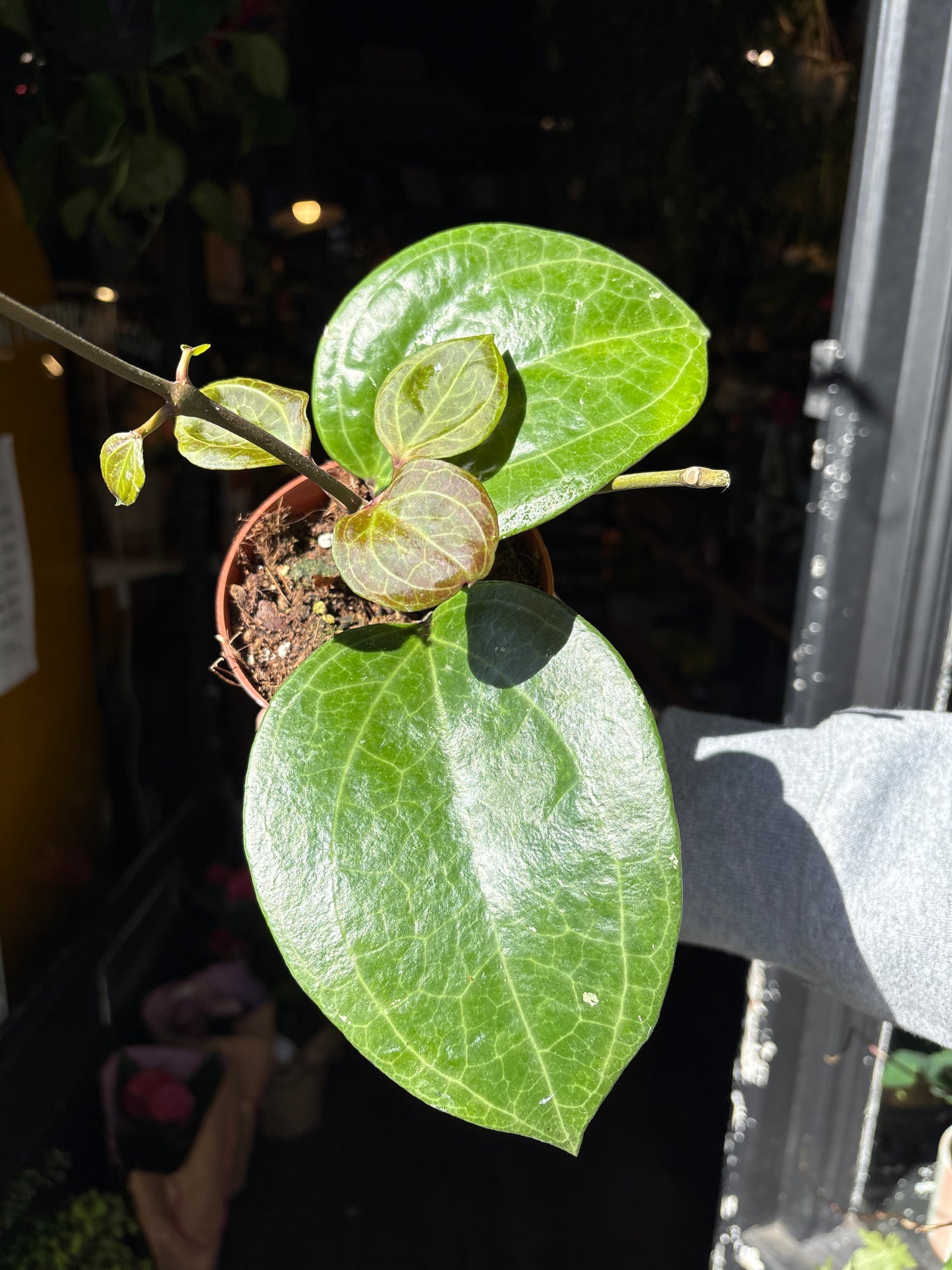 A Hoya Sarawak Cream plant in front of Urban Tropicana’s Plant Shop in Chiswick London