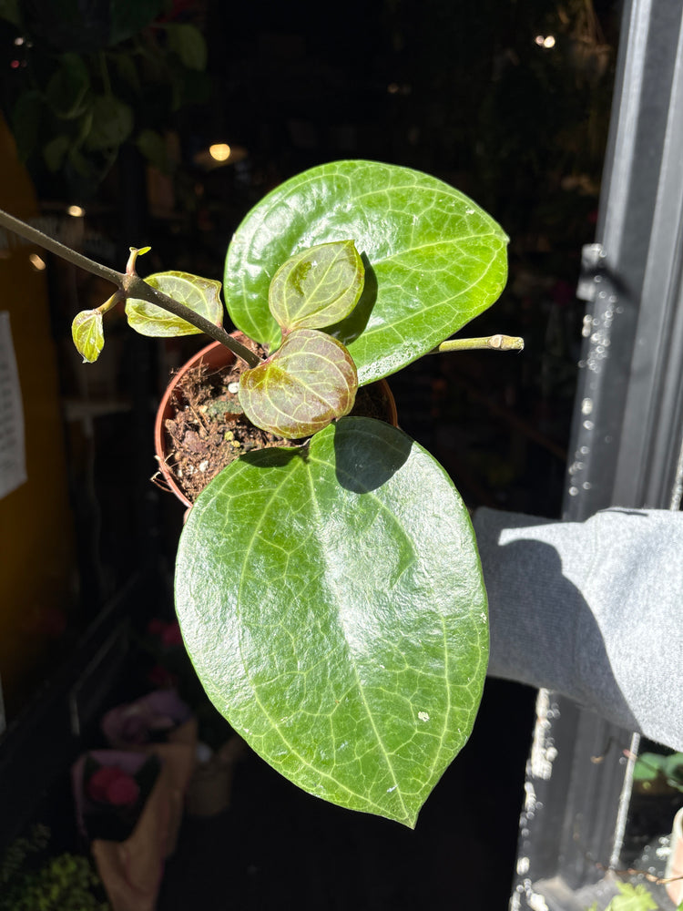 A Hoya Sarawak Cream plant in front of Urban Tropicana’s Plant Shop in Chiswick London
