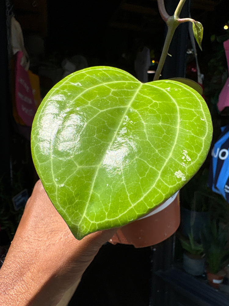 A Hoya Sarawak Cream plant in front of Urban Tropicana’s Plant Shop in Chiswick London