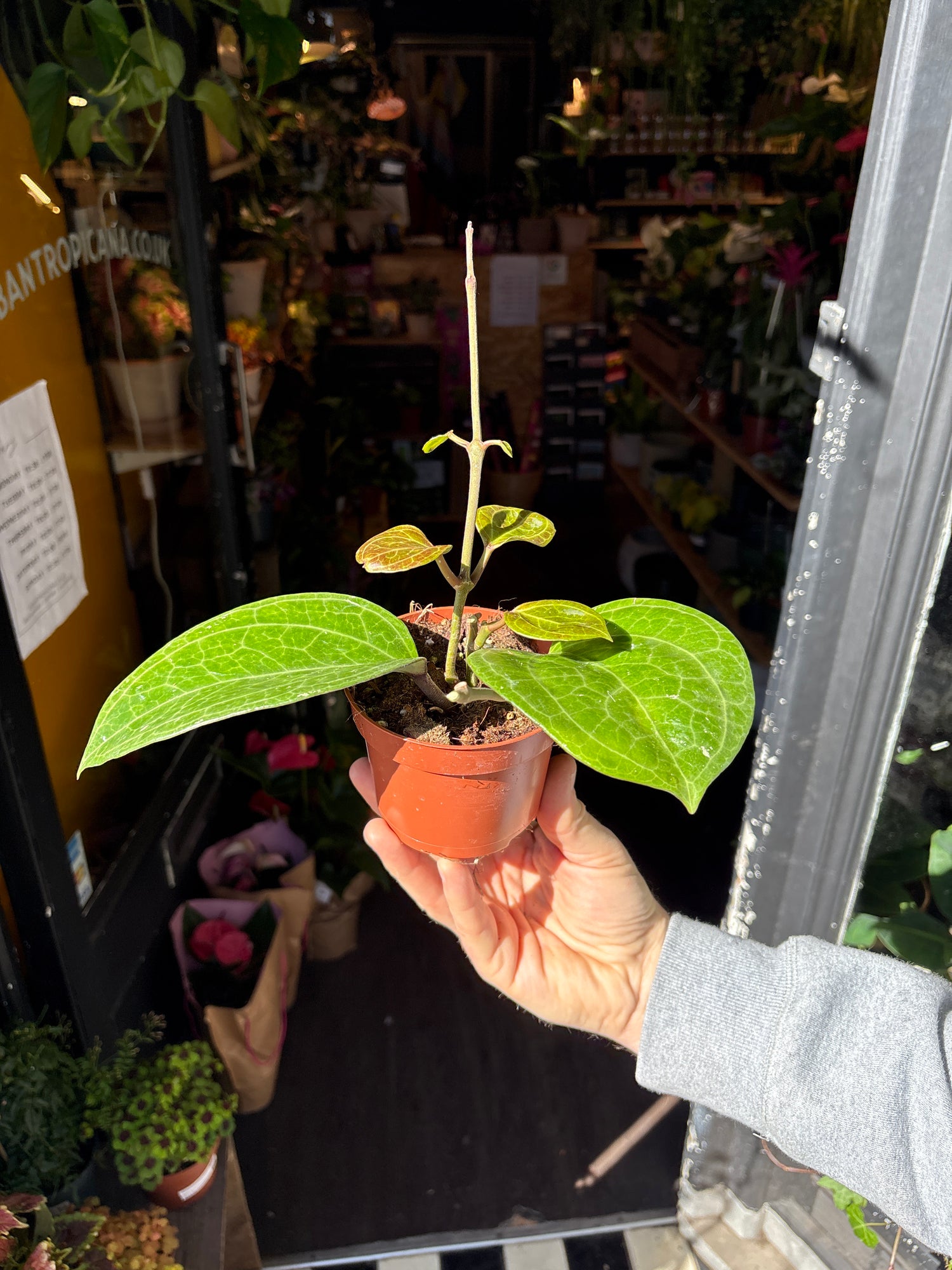 A Hoya Sarawak Cream plant in front of Urban Tropicana’s Plant Shop in Chiswick London