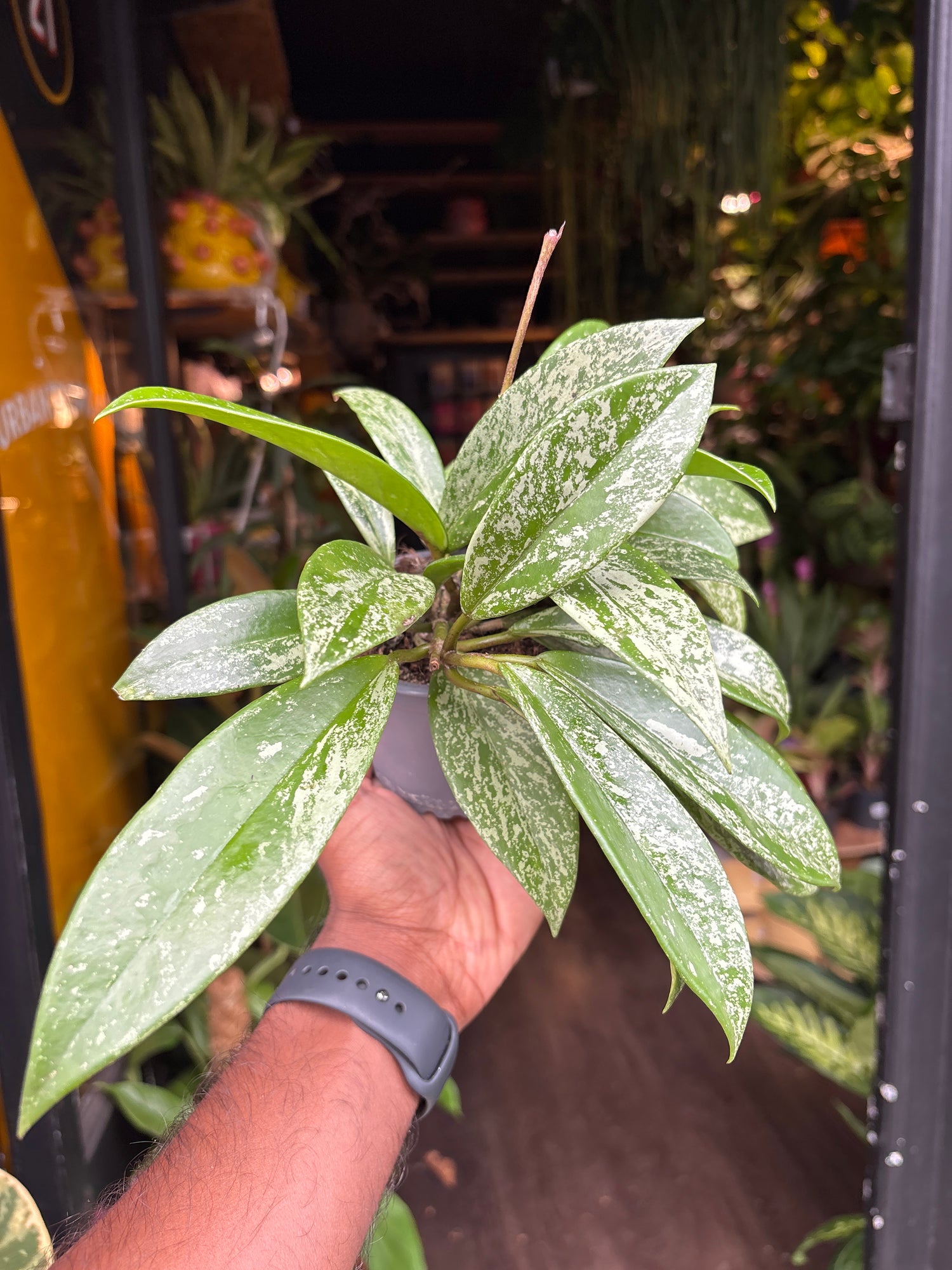 A Hoya Silverspot plant in front of Urban Tropicana’s Plant Shop in Chiswick London