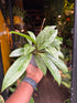 A Hoya Silverspot plant in front of Urban Tropicana’s Plant Shop in Chiswick London