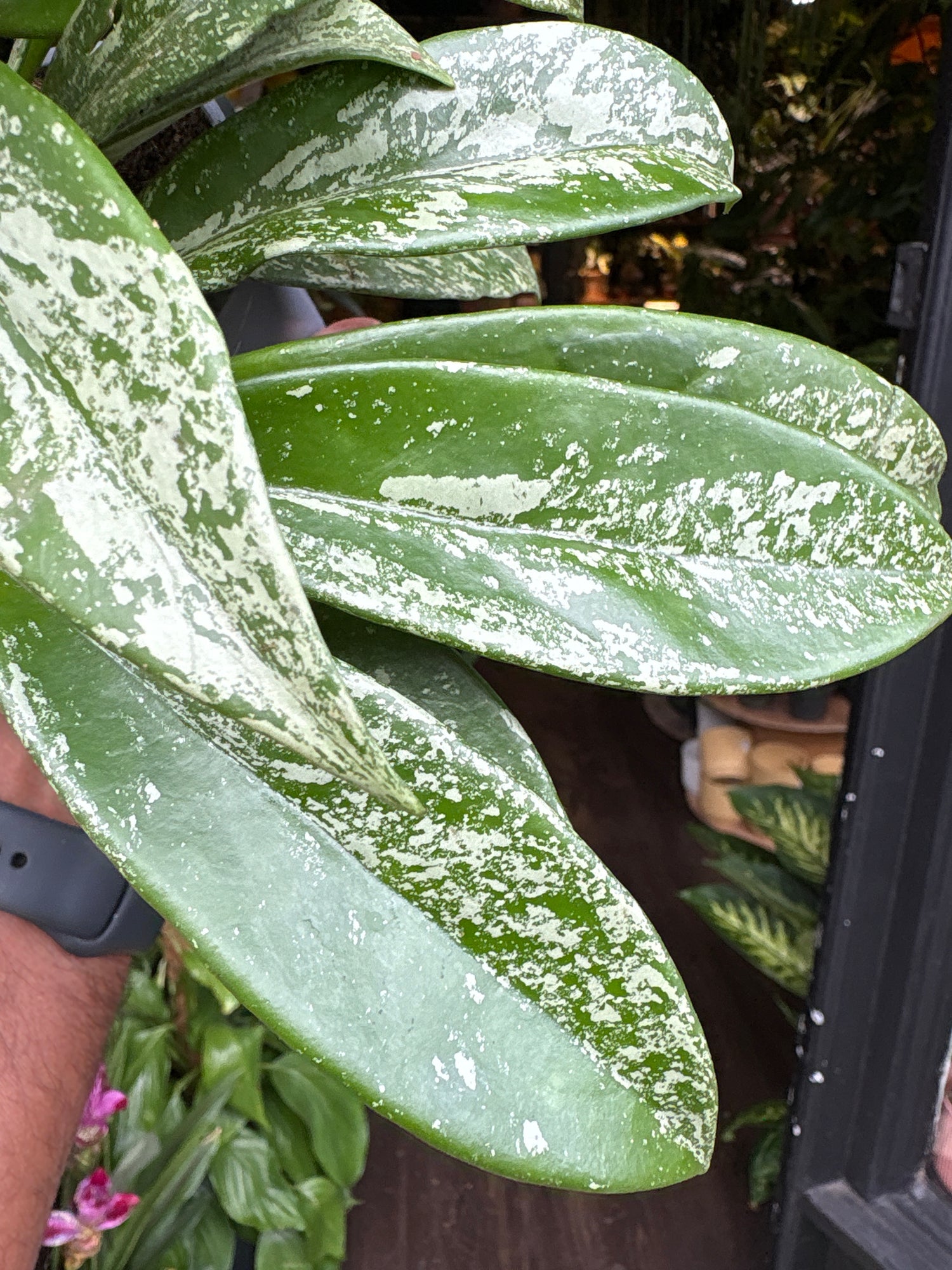 A Hoya Silverspot plant in front of Urban Tropicana’s Plant Shop in Chiswick London