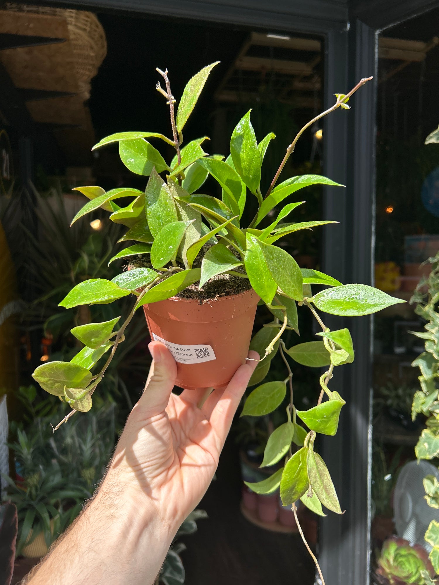 Hoya ‘Sunrise’ in front of Urban Tropicana’s Plant Shop in Chiswick London