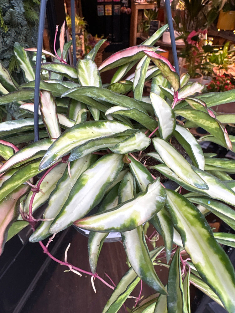 A Hoya Wayetii Tricolour plant in front of Urban Tropicana’s Plant Shop in Chiswick London