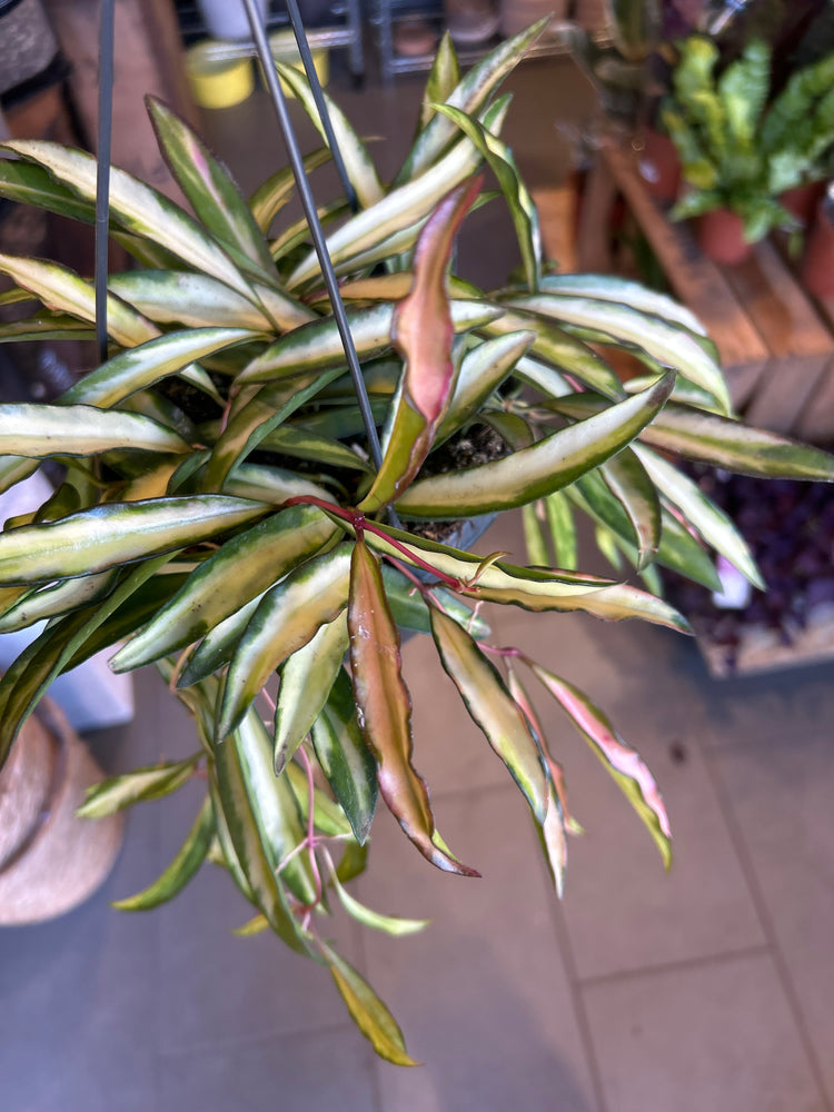 A Hoya Wayetii Tricolour plant in front of Urban Tropicana’s Plant Shop in Chiswick London