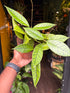 A Hoya callistophylla ‘Kal 16’ Star of Somoa plant in front of Urban Tropicana’s Plant Shop in Chiswick London
