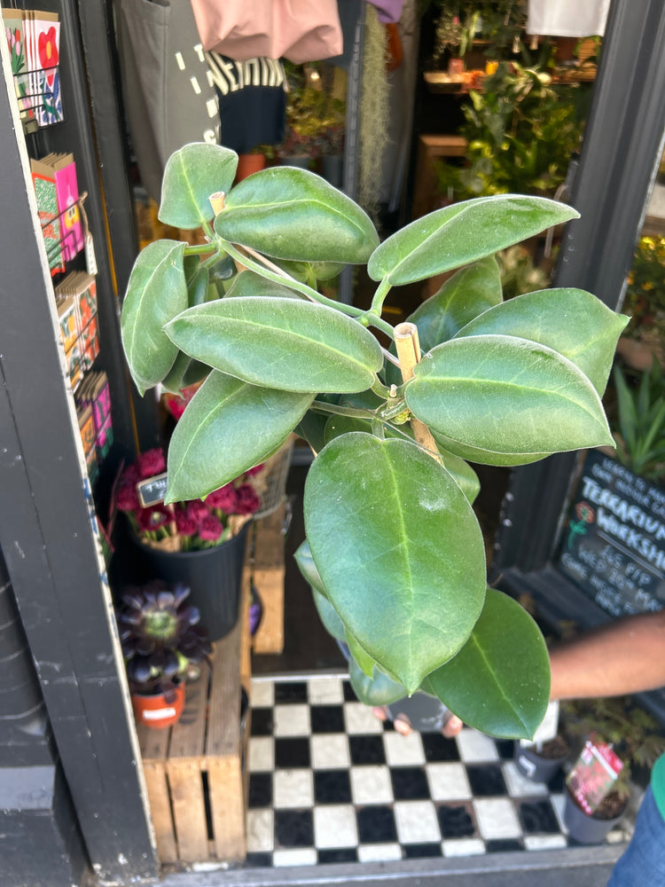 Hoya calycina ‘Stargazer’ plant outside Urban Tropicana plant shop in Chiswick, London