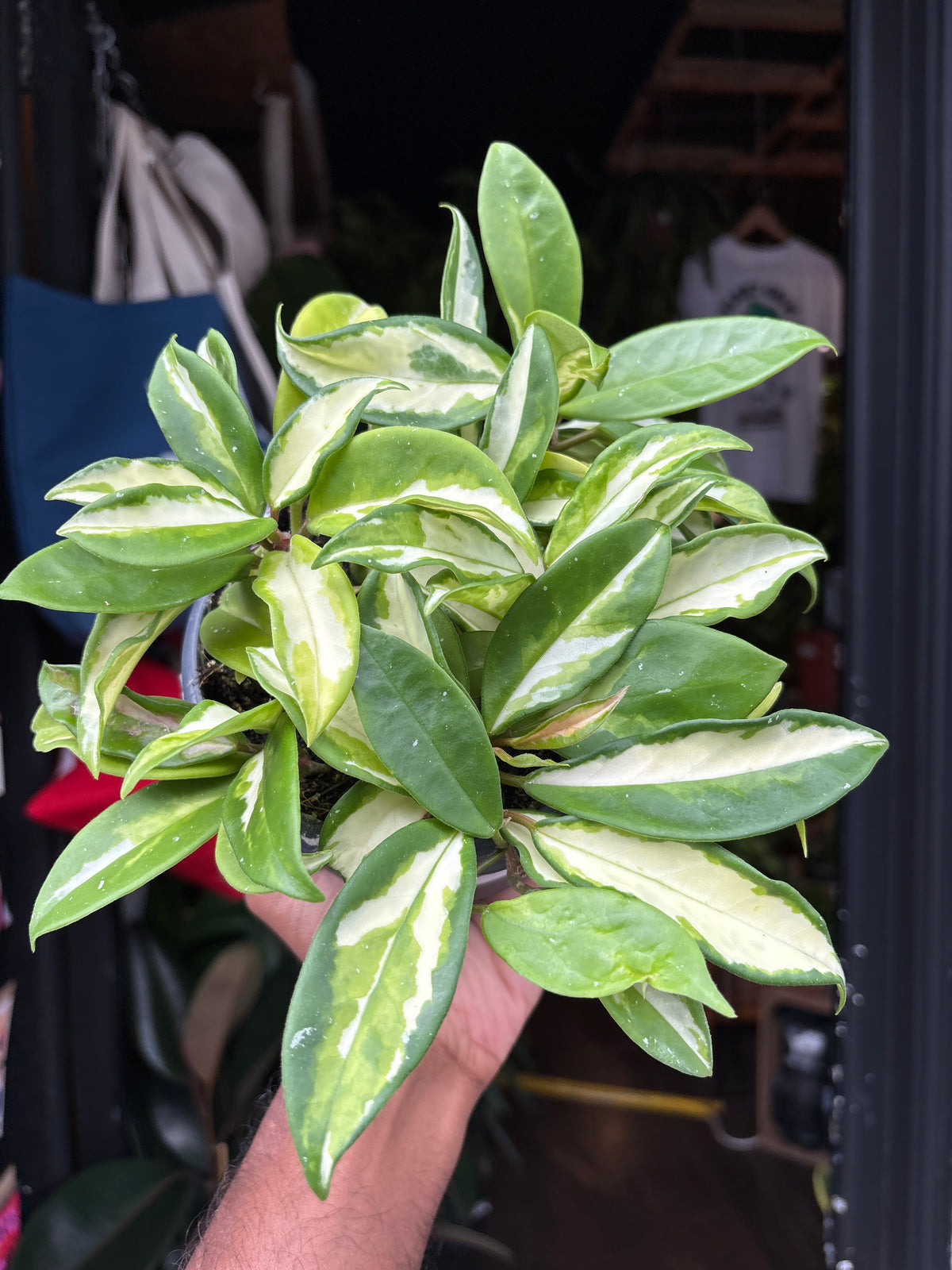 Hoya carnosa ‘Tricolor’ houseplant in 14cm hanging pot outside Urban Tropicana plant shop in Chiswick, London