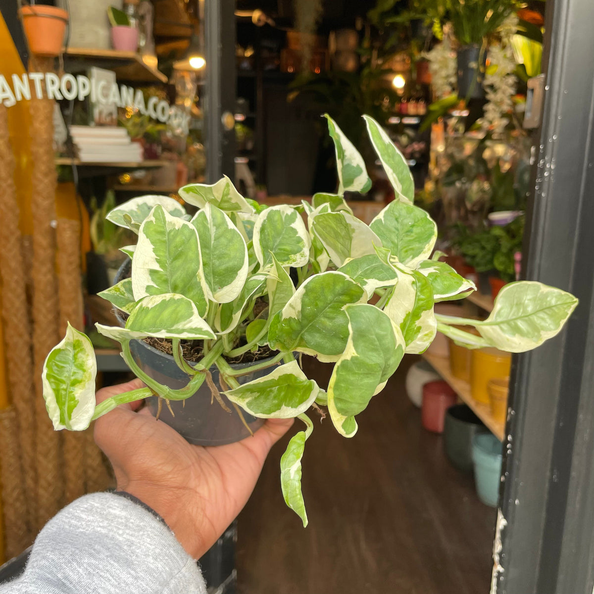 Epipremnum Aureum N’joy | 12cm pot