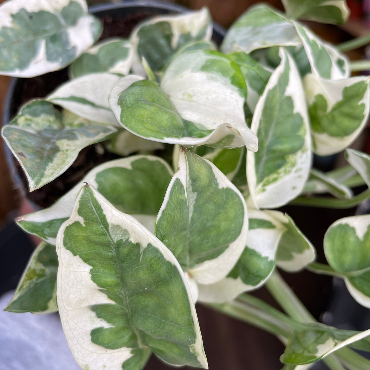 Epipremnum Aureum N’joy | 12cm pot