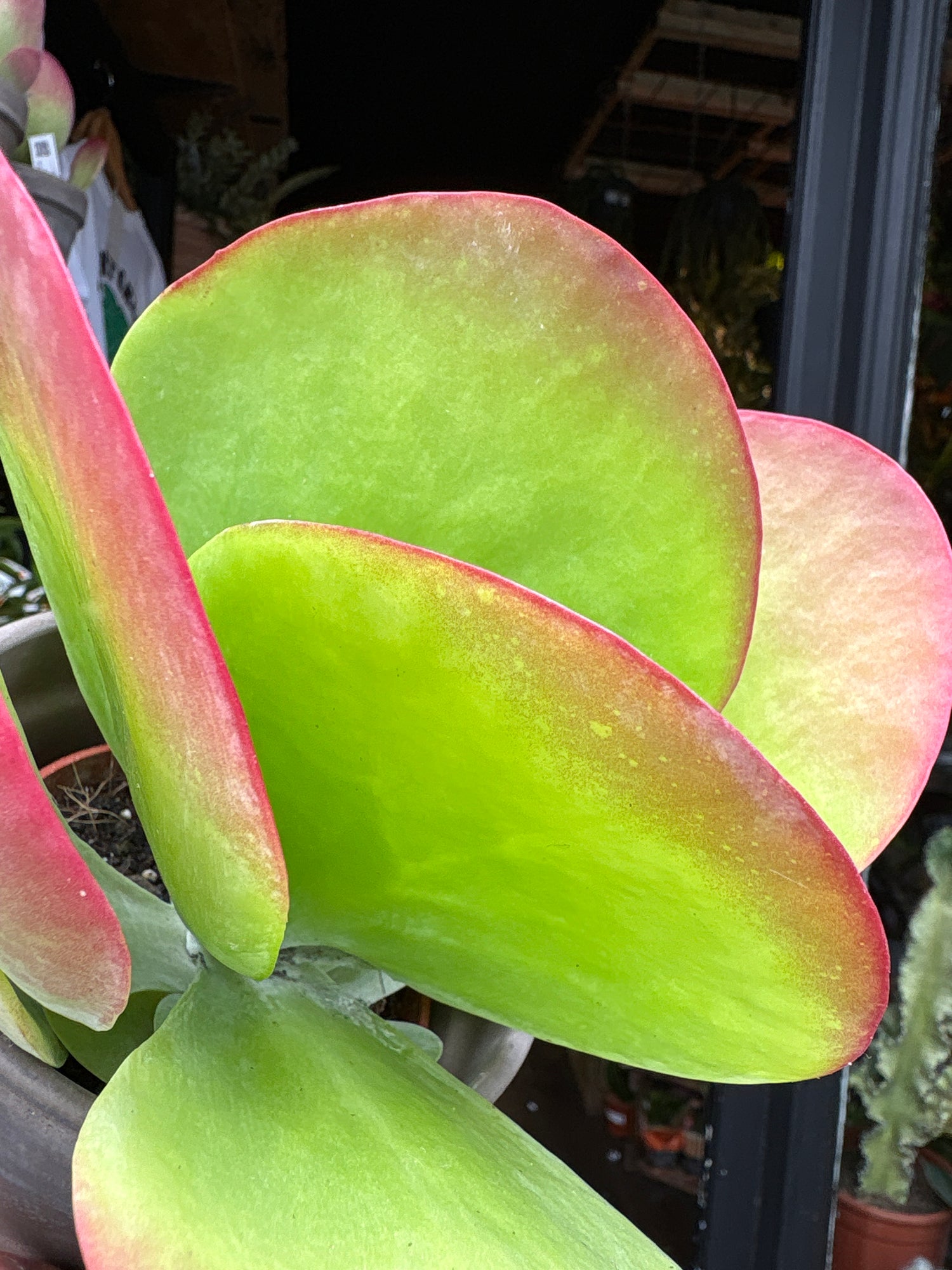 A Kalanachoe Thrysiflora plant in front of Urban Tropicana’s Plant Shop in Chiswick London