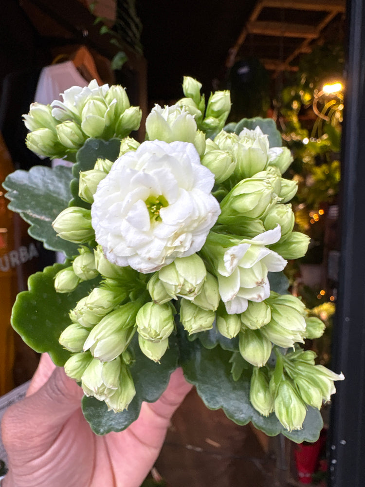 A Kalanchoe Greta in front of Urban Tropicana’s Plant Shop in Chiswick London