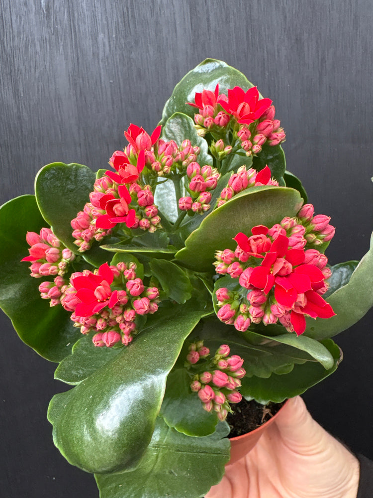 Potted plant with red and pink flowers on a dark surface