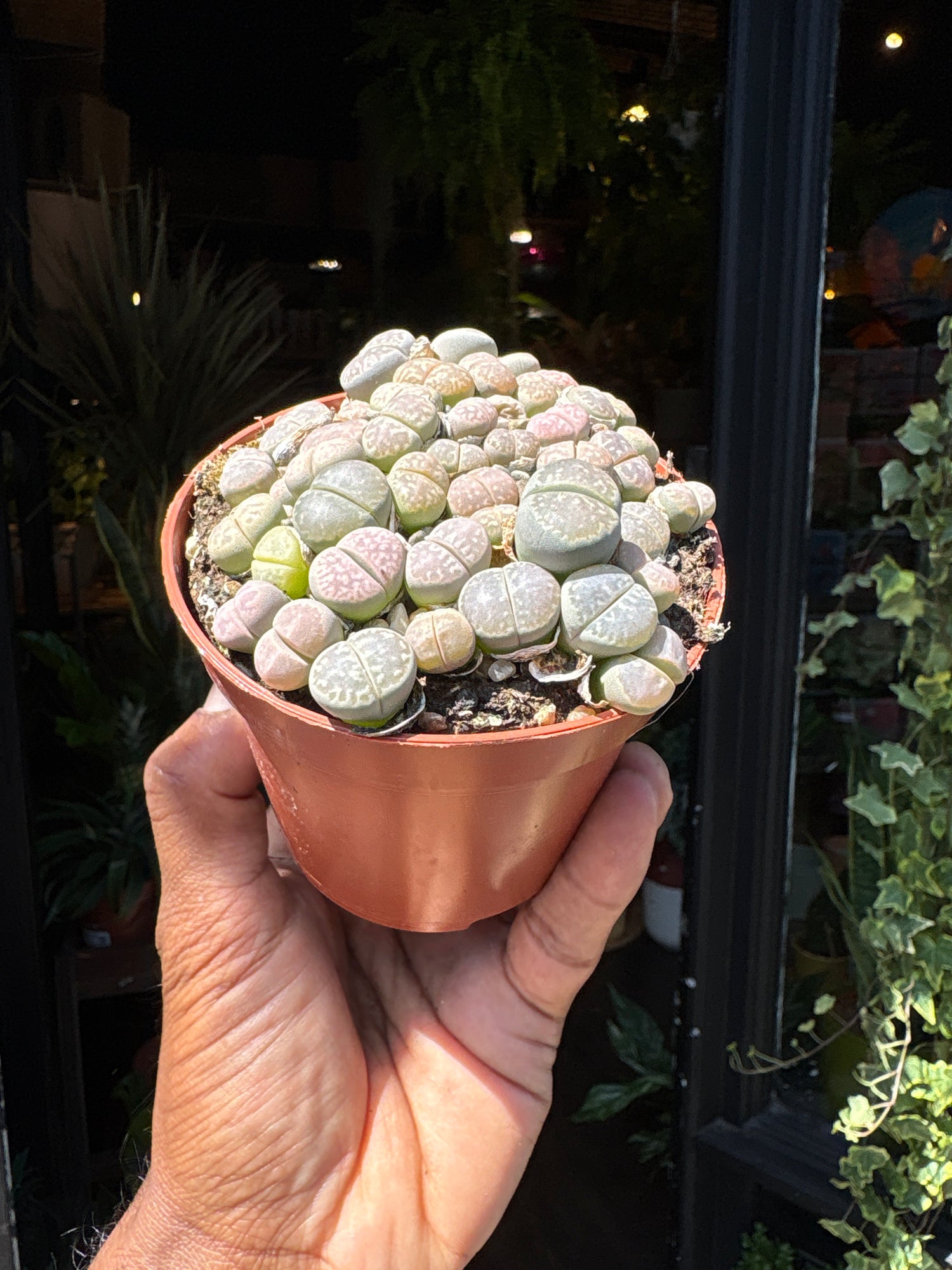 Lithops plant in front of Urban Tropicana’s Plant Shop in Chiswick London
