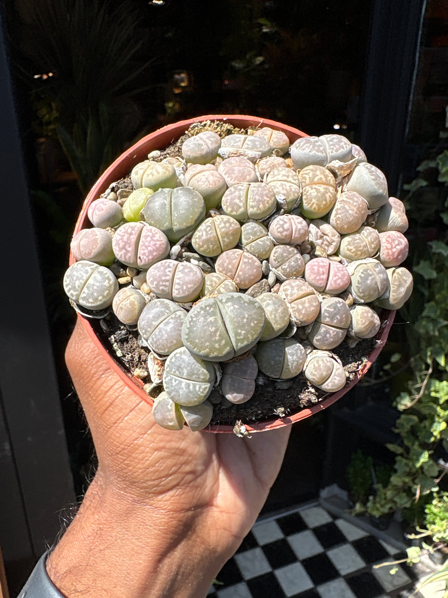 Lithops plant in front of Urban Tropicana’s Plant Shop in Chiswick London