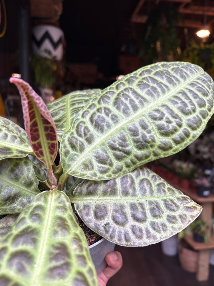 Labisia obtusifolia ‘Kura Kura’ plant in 13cm pot outside Urban Tropicana plant shop in Chiswick, London