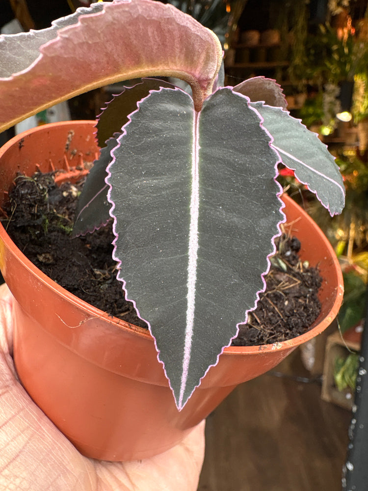 A Labisia pumila plant in front of Urban Tropicana’s Plant Shop in Chiswick London