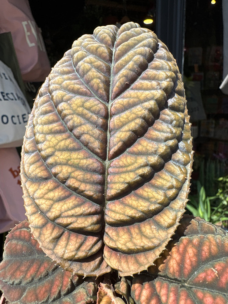 Labisia sp. Vietnam houseplant outside Urban Tropicana plant shop in Chiswick, London