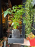 A lava rock schefflera plant in front of Urban Tropicana&
