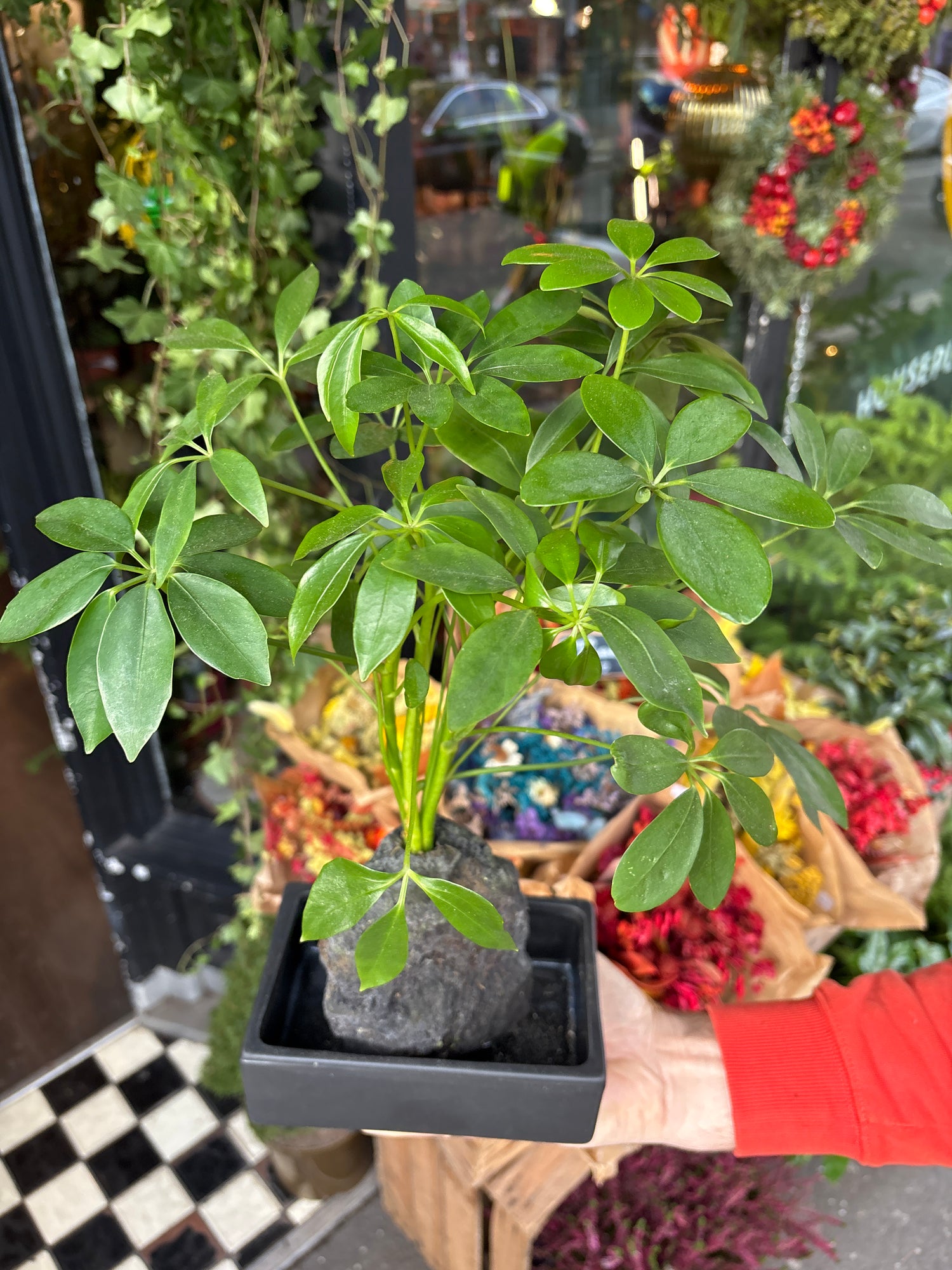A lava rock schefflera plant in front of Urban Tropicana&