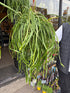 A Lepismium Bolivianum plant also known as a Forest Cactus in front of Urban Tropicana’s Plant Shop in Chiswick London