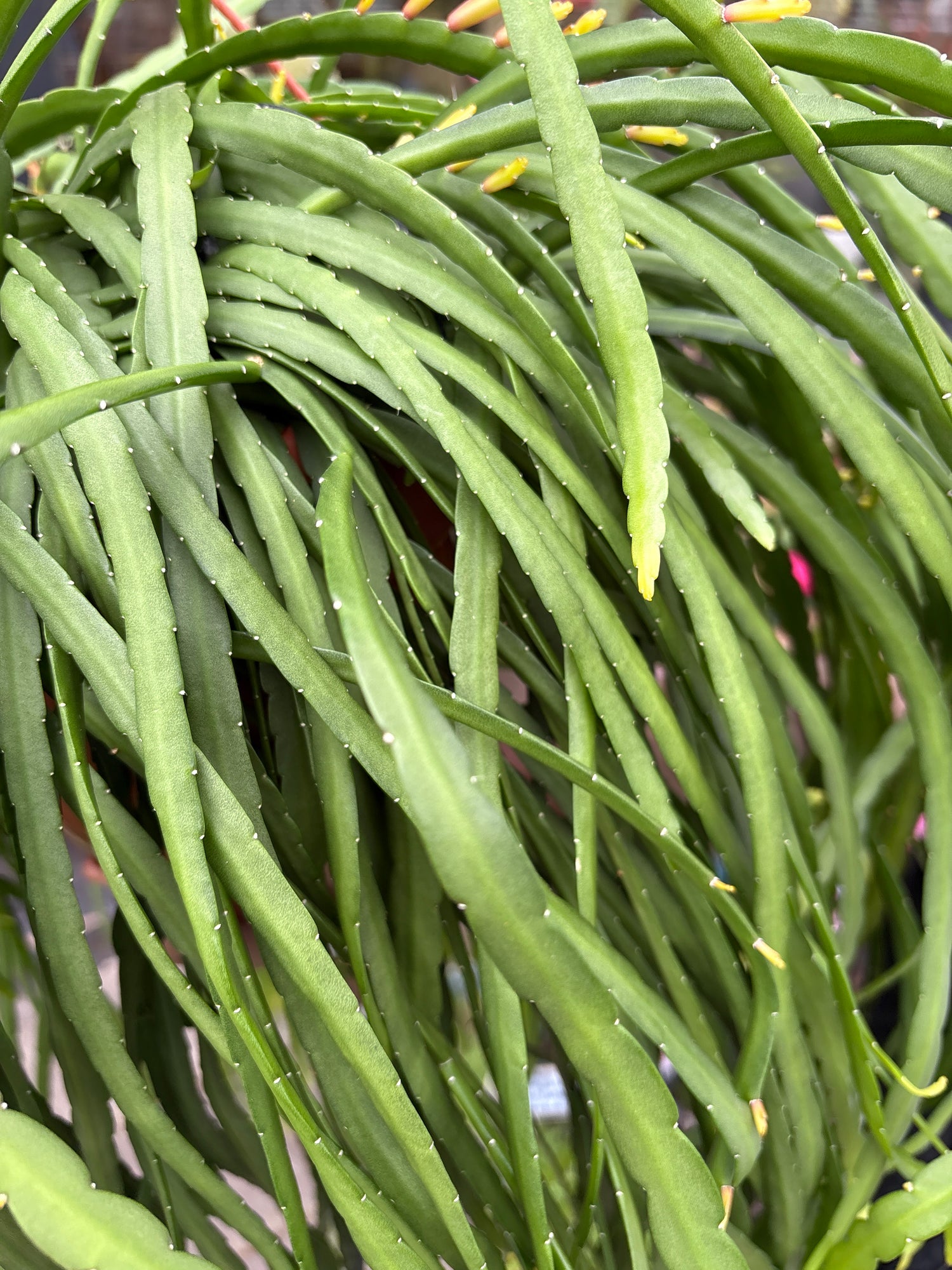 A Lepismium Bolivianum plant also known as a Forest Cactus in front of Urban Tropicana’s Plant Shop in Chiswick London