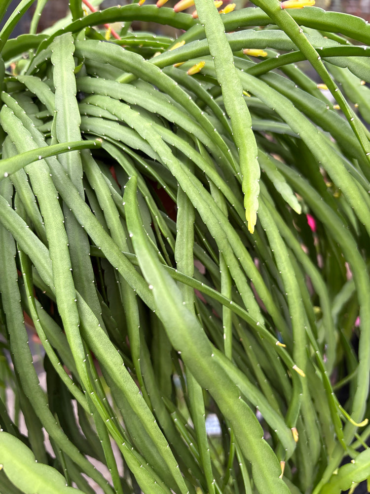 A Lepismium Bolivianum plant also known as a Forest Cactus in front of Urban Tropicana’s Plant Shop in Chiswick London