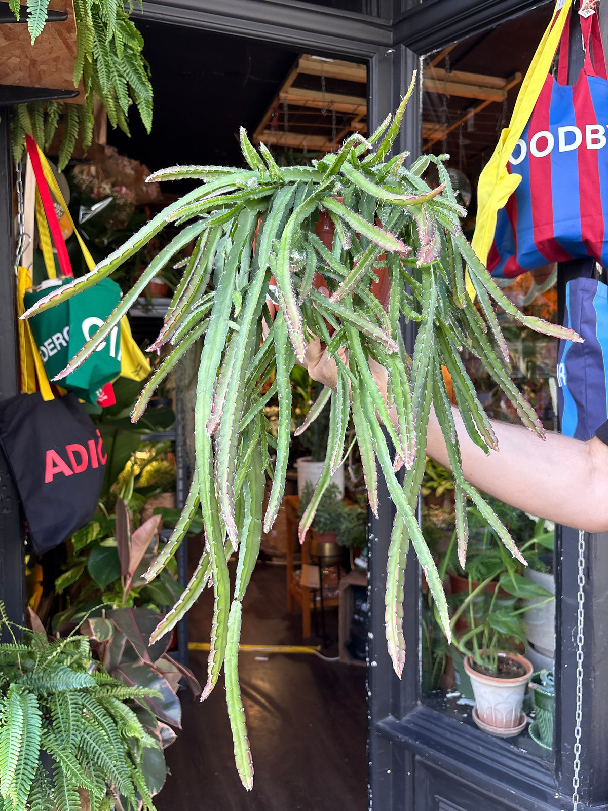 Lepismium cruciforme (Hurricane Cactus) in 21cm pot outside Urban Tropicana plant shop in Chiswick, London