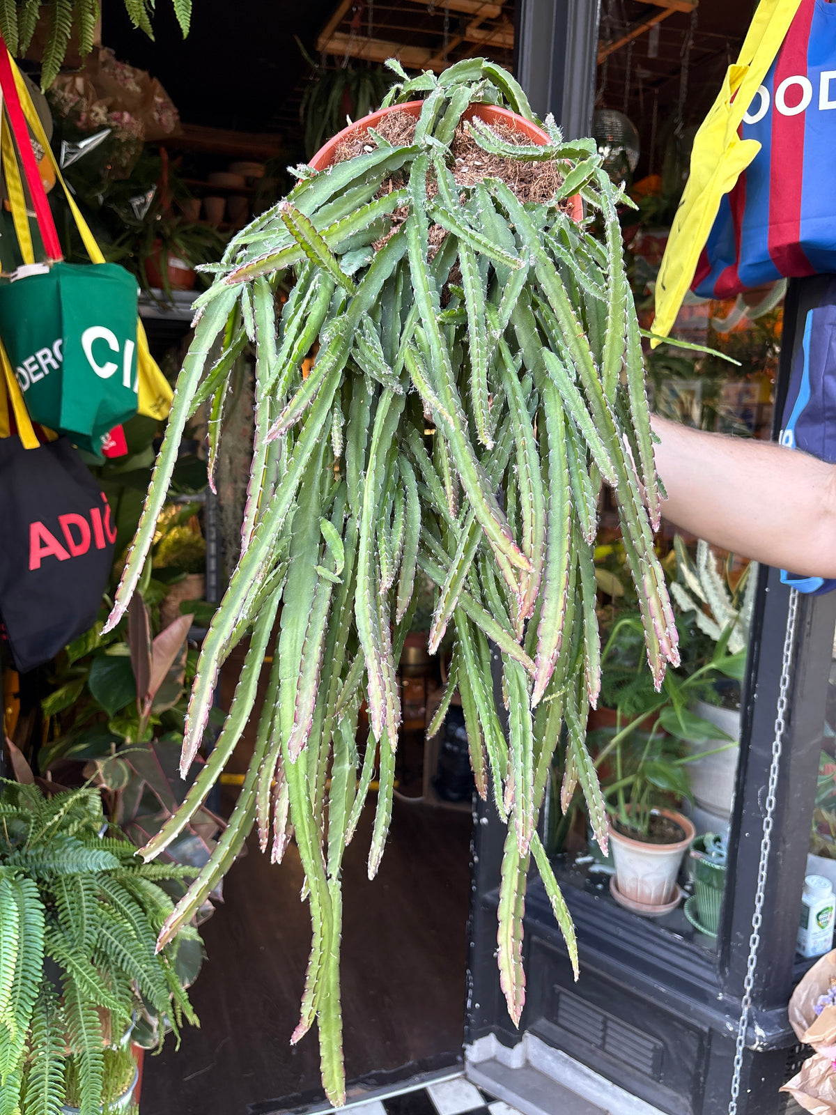 Lepismium cruciforme (Hurricane Cactus) in 21cm pot outside Urban Tropicana plant shop in Chiswick, London