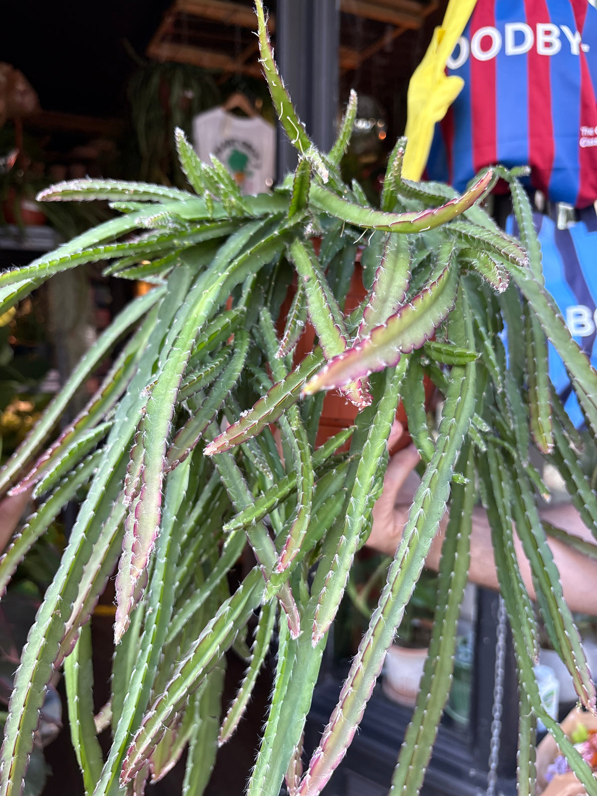 Lepismium cruciforme (Hurricane Cactus) in 21cm pot outside Urban Tropicana plant shop in Chiswick, London