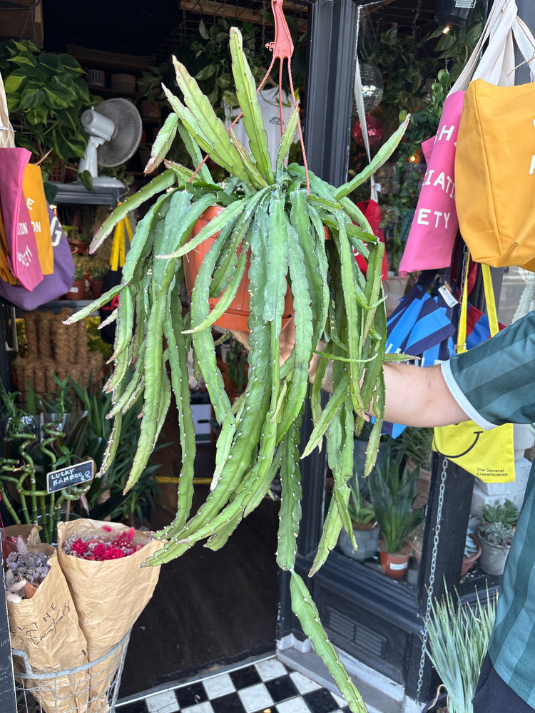 Lepismium Cruciforme Red Tip, also known as Red Tip Forest Cactus, outside Urban Tropicana, a houseplant store in Chiswick London