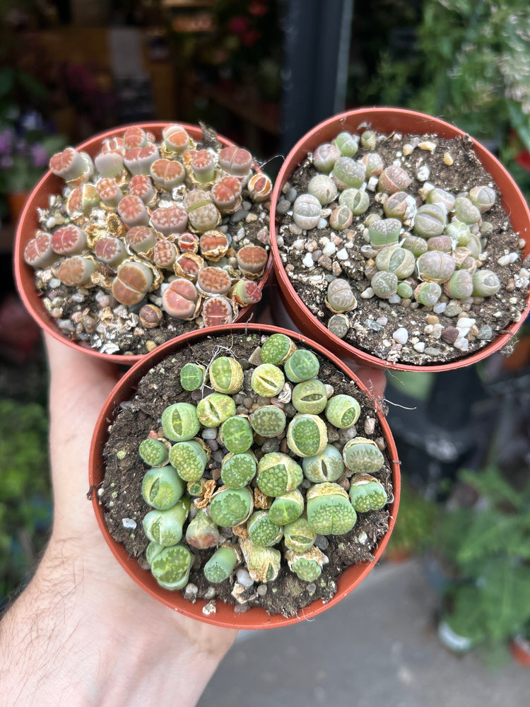 Lithops plant in front of Urban Tropicana’s Plant Shop in Chiswick London